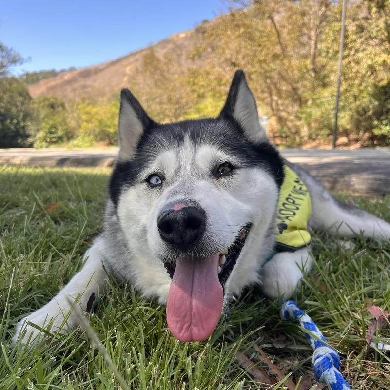 An adult medium-sized female Siberian Husky dog named Vela for adoption in Los Angeles, CA