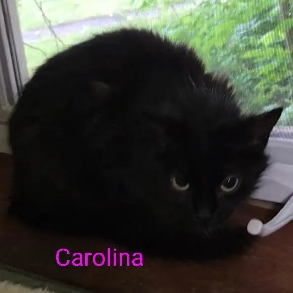 An adult medium-sized female Black Domestic Medium Hair cat named Carolina for adoption in Grand Rapids, MN