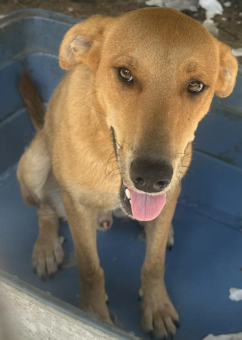 A young medium-sized male Mixed Breed dog named Joe for adoption in Bruce, MS