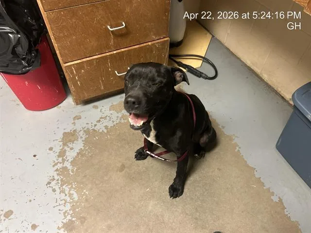 A young medium-sized male Pit Bull Terrier dog named Stetson for adoption in Ocala, FL