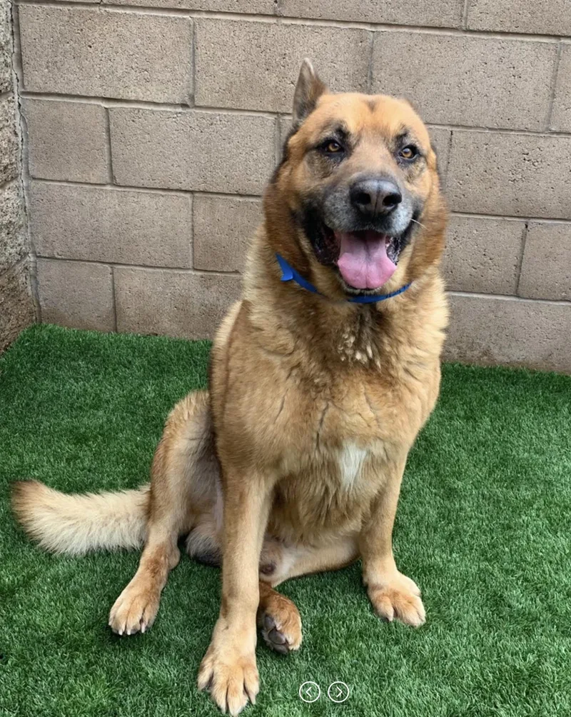 Socal Dog Wtransport Friday thumbnail 2