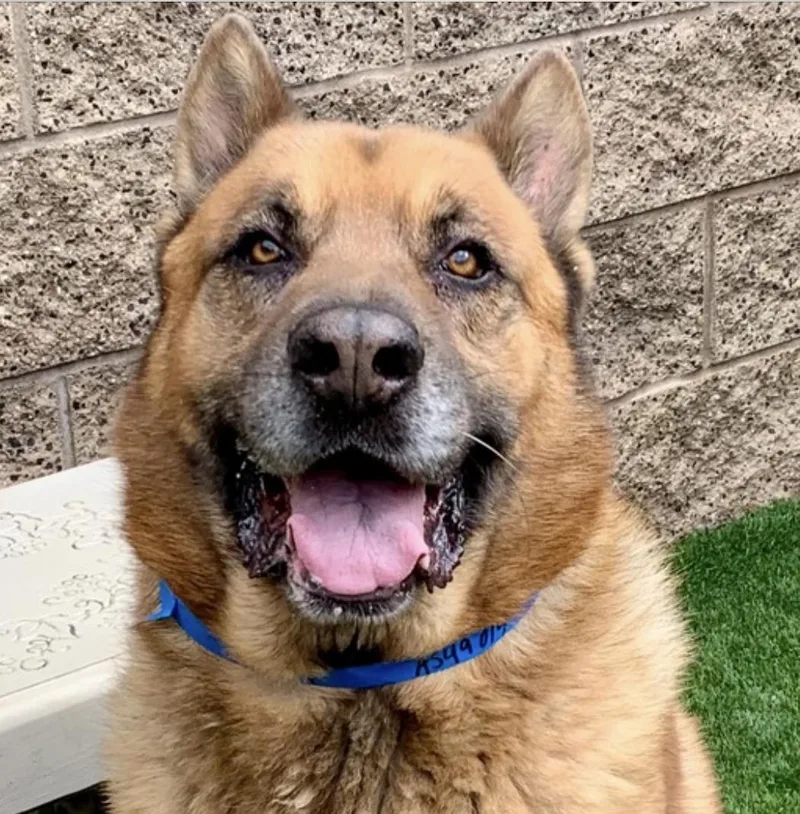 An adult large-sized male Yellow / Tan / Blond / Fawn German Shepherd Dog dog named Socal Dog Wtransport Friday for adoption in San Marcos, CA