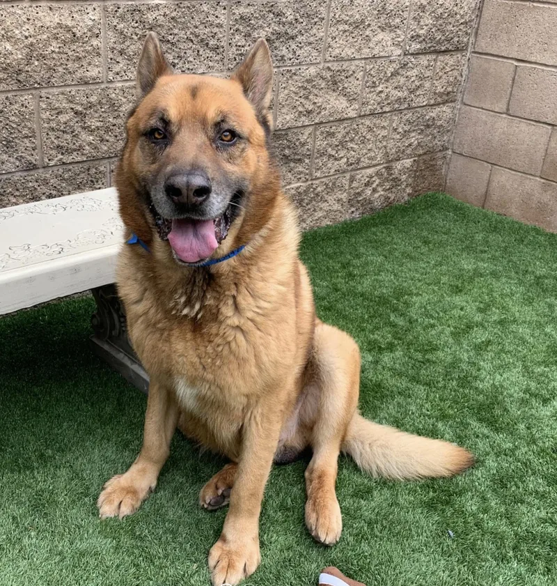 Socal Dog Wtransport Friday thumbnail 3