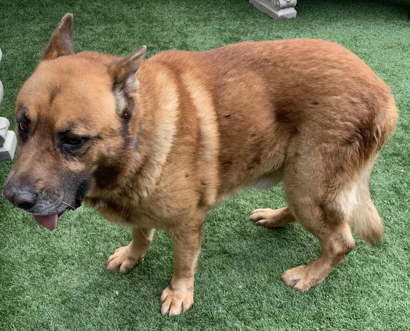 Socal Dog Wtransport Friday thumbnail 4