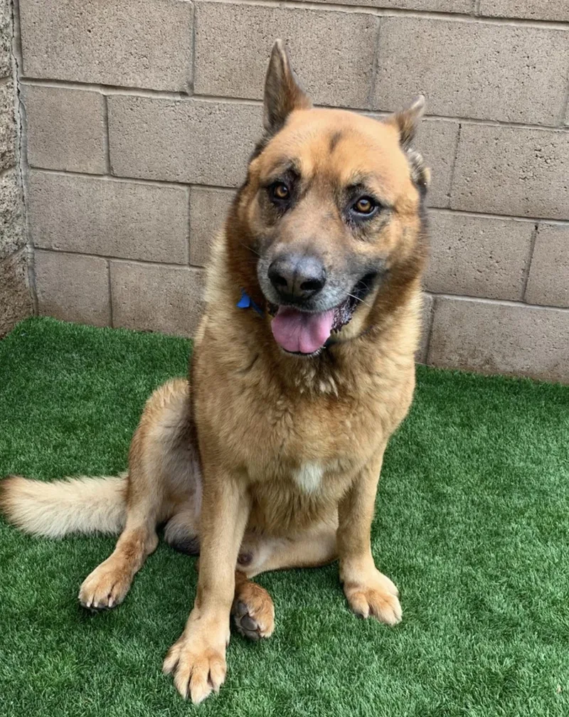 Socal Dog Wtransport Friday thumbnail 5