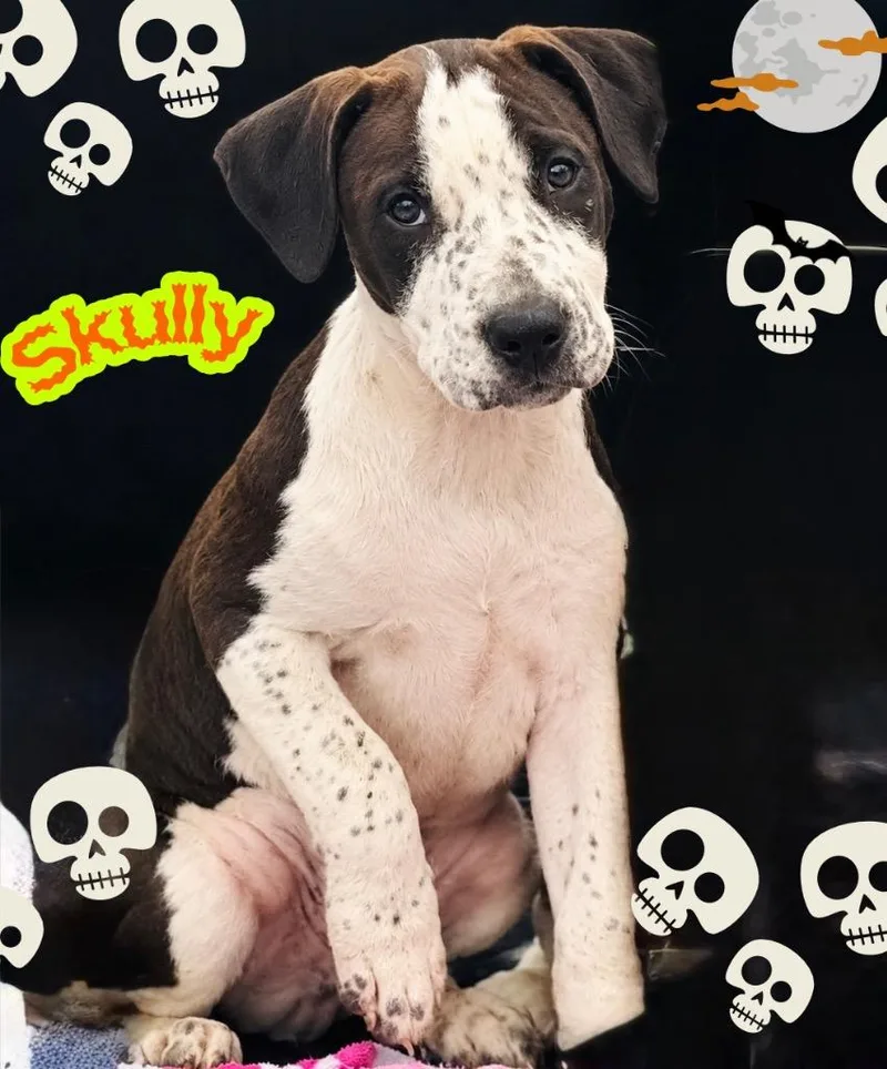 A baby large-sized male Pit Bull Terrier dog named Skully for adoption in Claremore, OK