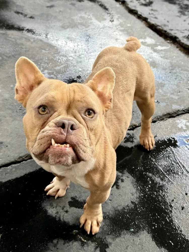 An adult medium-sized female Yellow / Tan / Blond / Fawn French Bulldog dog named Lorain for adoption in TUCSON, AZ