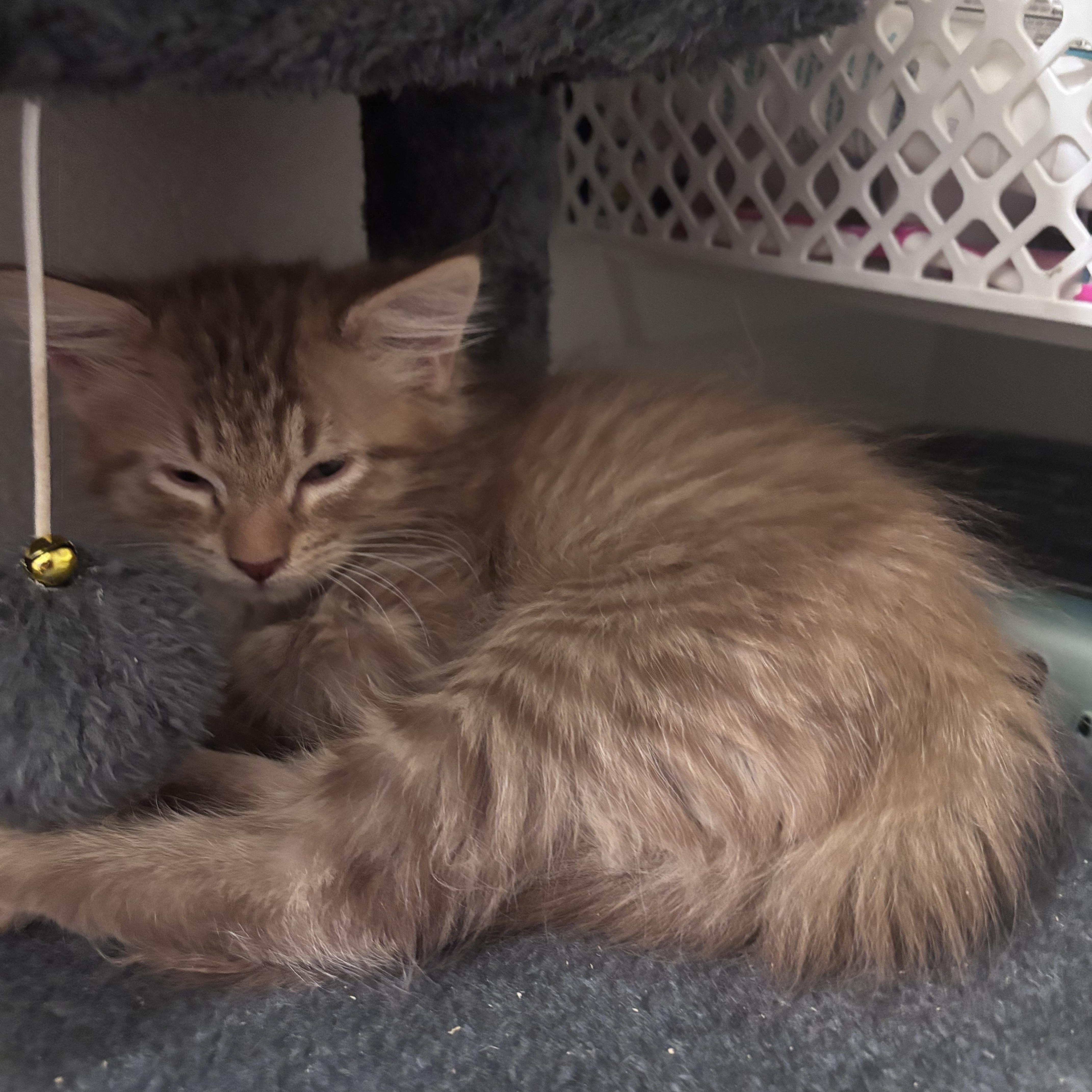 A baby medium-sized male Orange / Red Domestic Long Hair cat named Citrus for adoption in Liverpool, TX