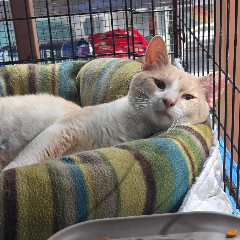 A young small-sized male Buff / Tan / Fawn Domestic Short Hair cat named Rice Krispy for adoption in Abingdon, MD