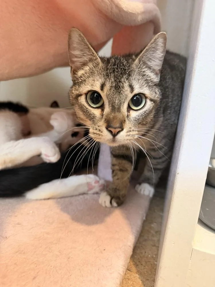 An adult medium-sized female Brown / Chocolate Domestic Short Hair cat named Melora for adoption in Vancouver, WA