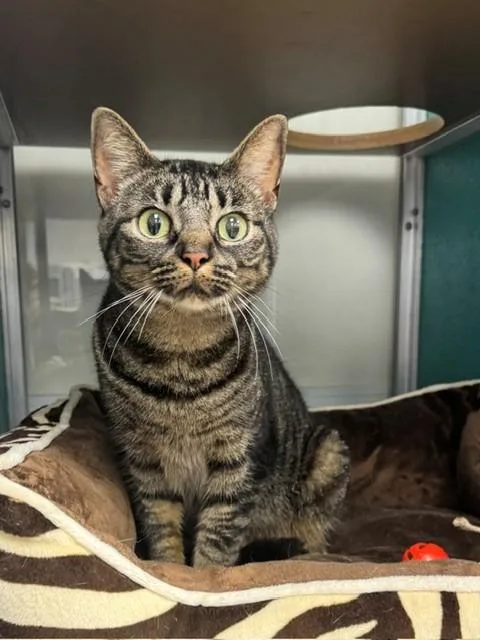 A young medium-sized male Domestic Short Hair cat named Deuce for adoption in Naples, FL