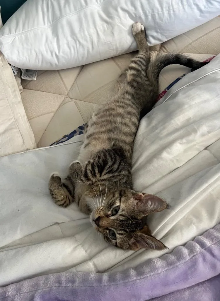A baby small-sized male Domestic Short Hair cat named Big Boi for adoption in Hampton, VA