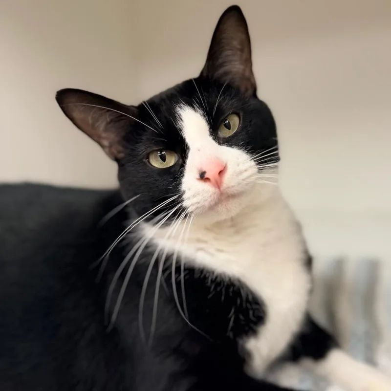 Tux