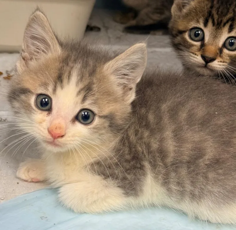 A baby medium-sized male Domestic Short Hair cat named Ash for adoption in North Vernon, IN