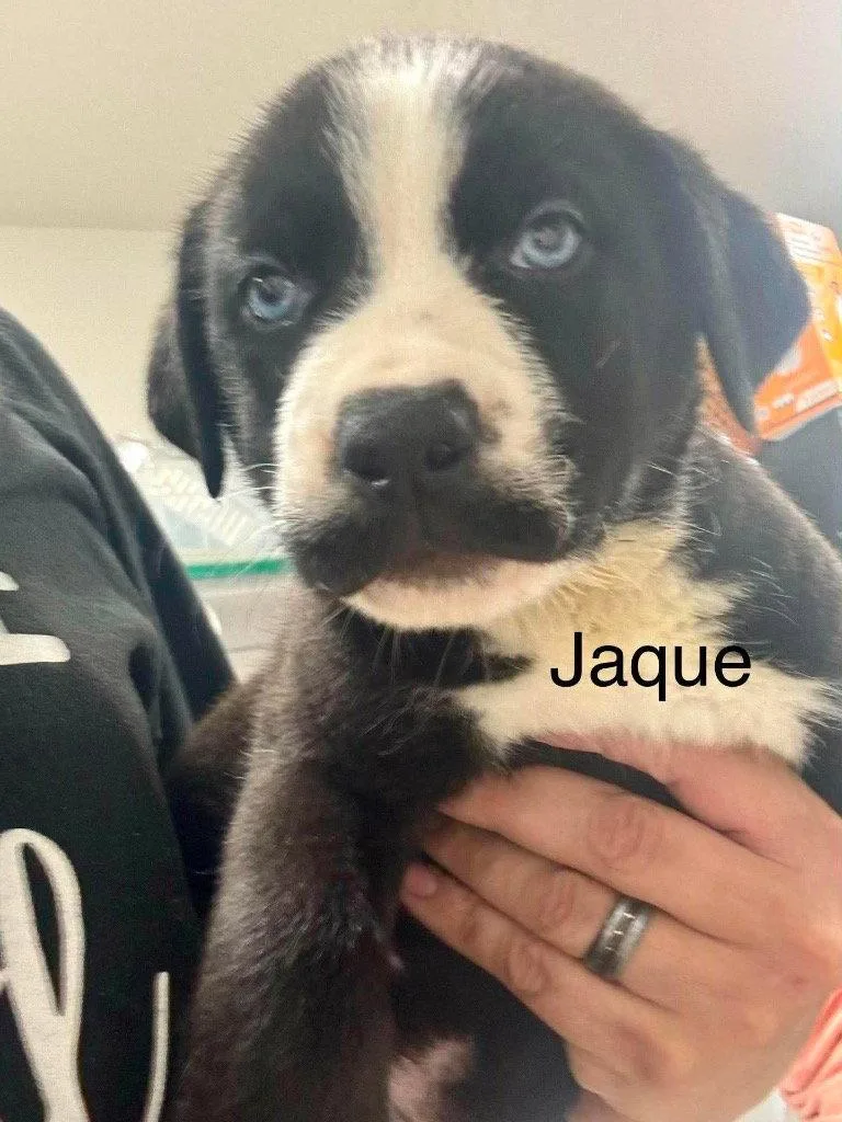 Jaque