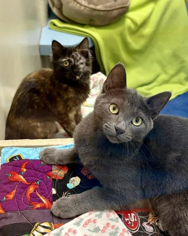 Beanie Baby thumbnail 2