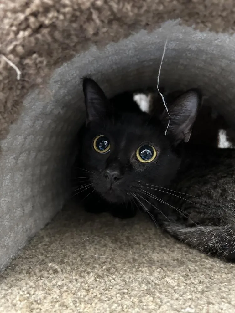 An adult small-sized female Black Domestic Short Hair cat named Nala for adoption in Orlando, FL