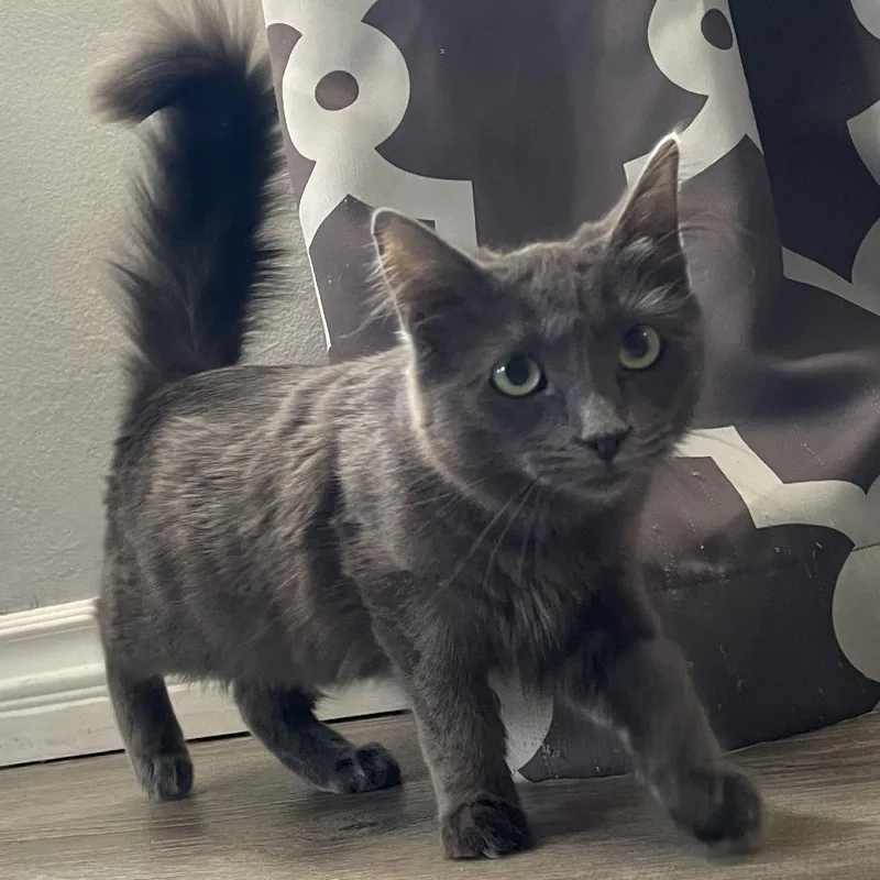 Marie Antoinette thumbnail 2