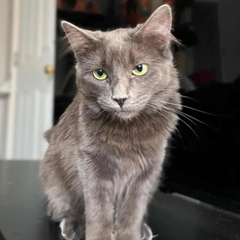 Marie Antoinette thumbnail 3