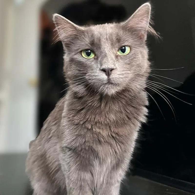 Marie Antoinette thumbnail 4