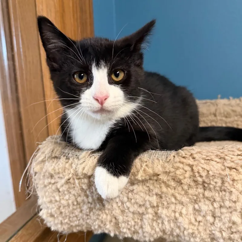 A baby small-sized male Black Domestic Short Hair cat named Beef for adoption in Milford, IA