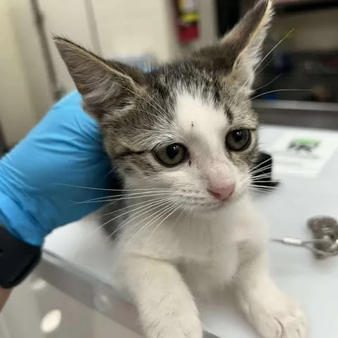 A baby small-sized female Domestic Short Hair cat named Catniss Everclean for adoption in Bastrop, TX