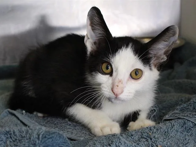 A baby small-sized female Domestic Short Hair cat named Rebecca for adoption in Tallahassee, FL