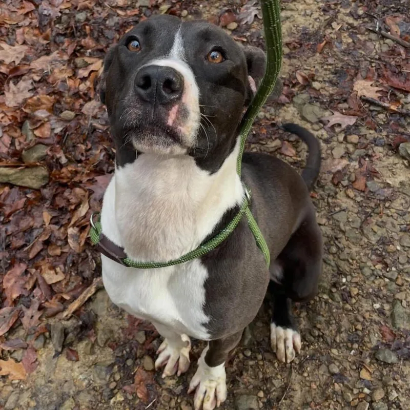 Flinstone thumbnail 2