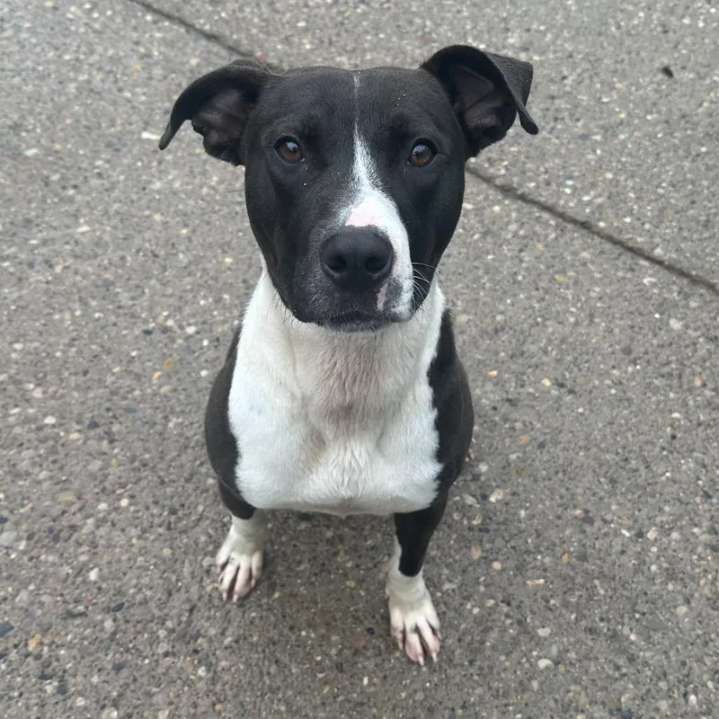 Flinstone thumbnail 4