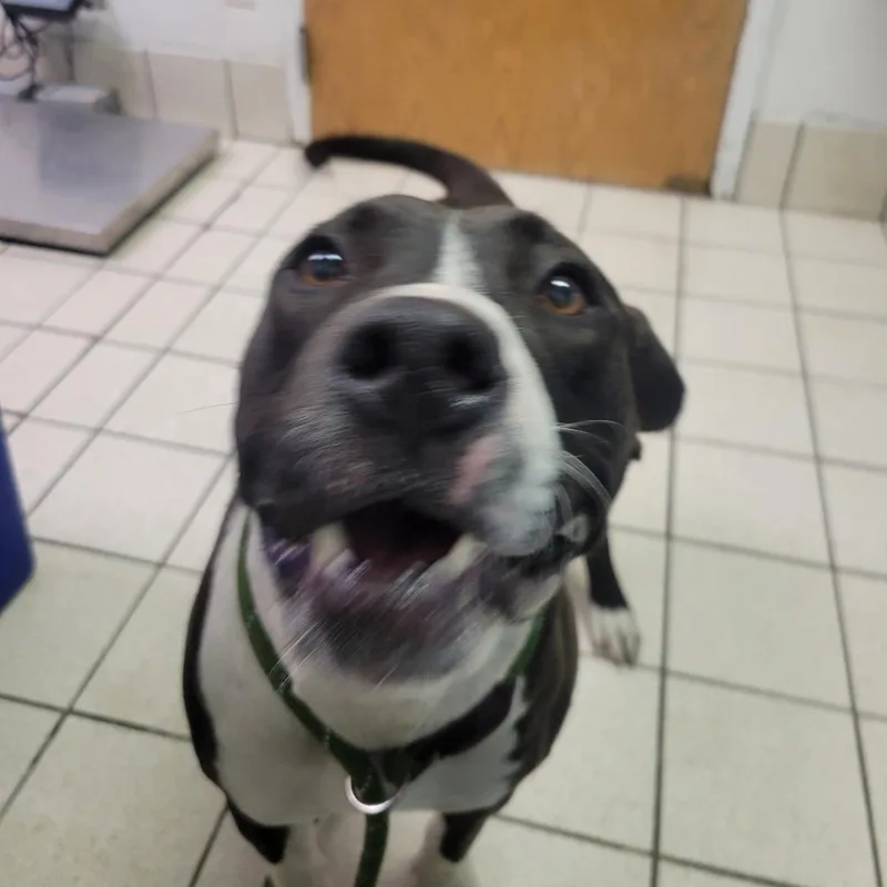 Flinstone thumbnail 5