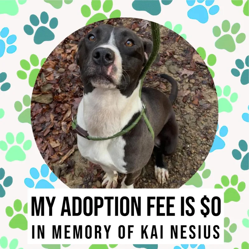 Flinstone thumbnail 6