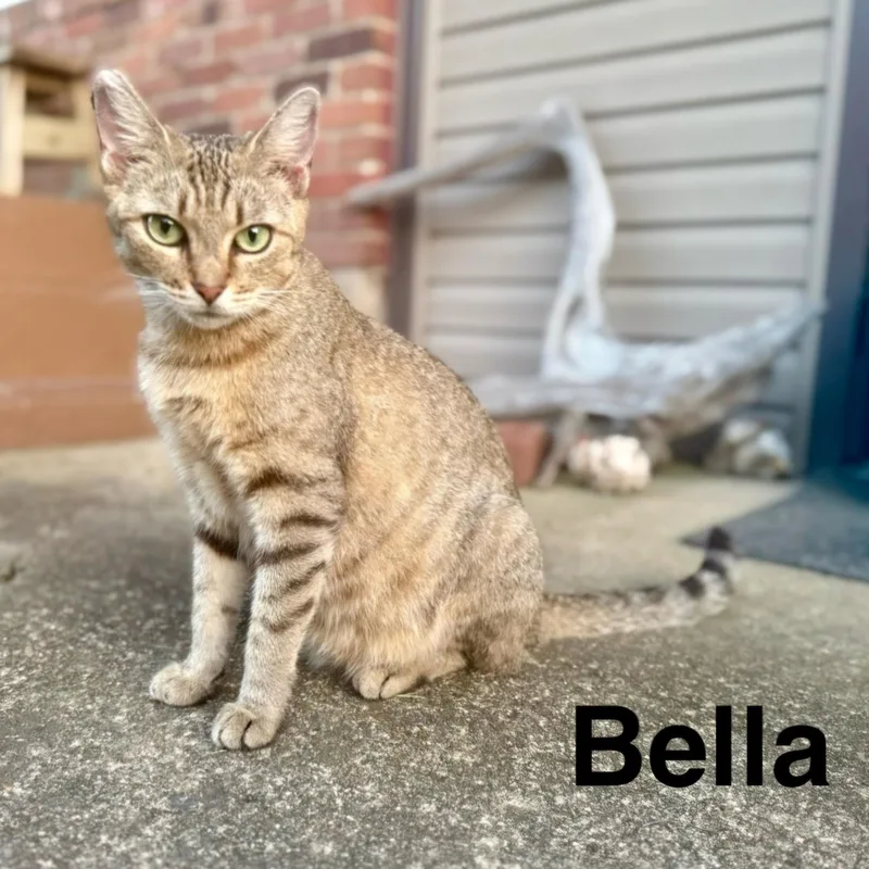 An adult medium-sized female Domestic Short Hair cat named Bella for adoption in Nashville, TN