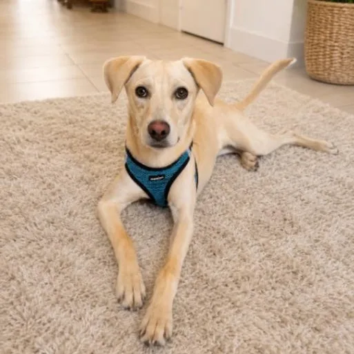 A young medium-sized female Yellow / Tan / Blond / Fawn Yellow Labrador Retriever dog named Nova for adoption in Houston, TX