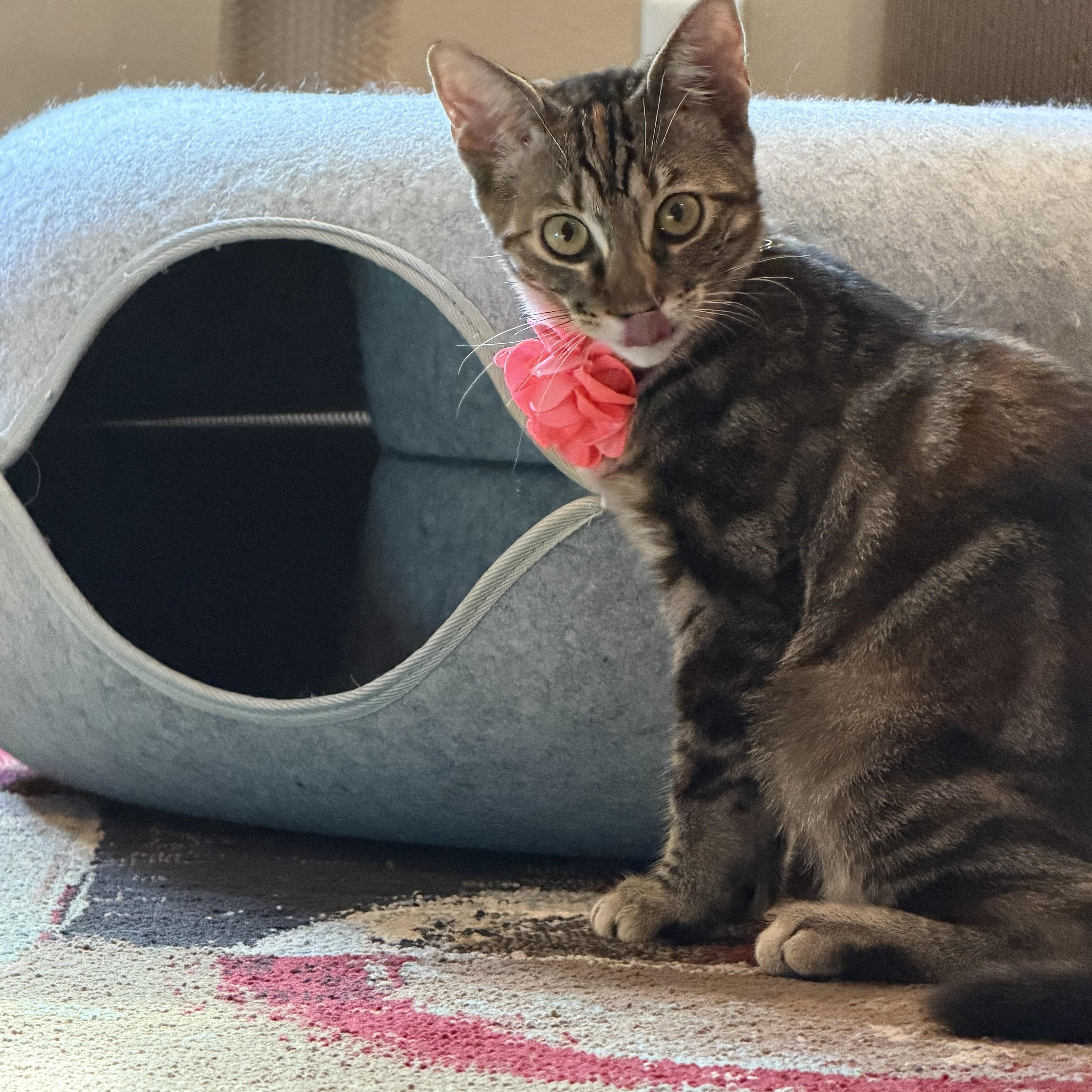 A baby medium-sized female Tabby (Brown / Chocolate) Torbie cat named Annie for adoption in Woodinville, WA