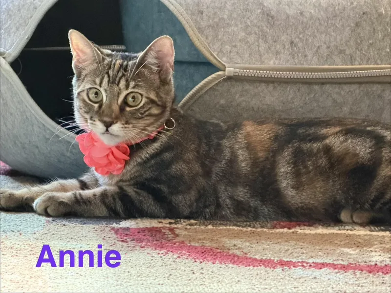 Annie thumbnail 3
