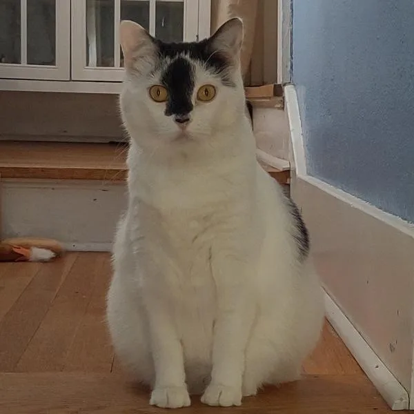 An adult medium-sized female Domestic Short Hair cat named Luna for adoption in Des Moines, IA