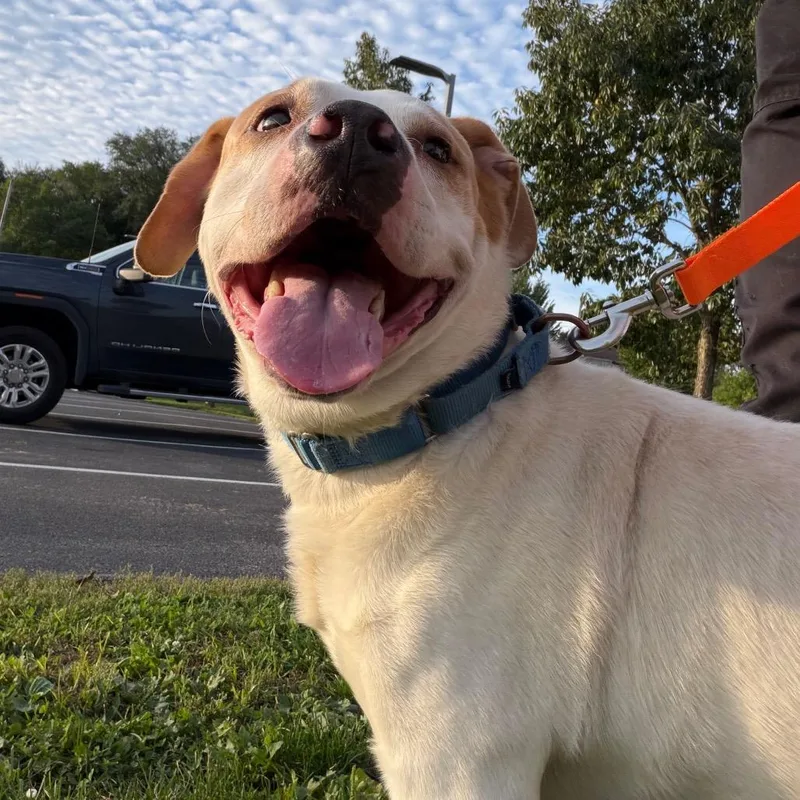 An adult medium-sized male White / Cream Mixed Breed dog named Rice for adoption in Pittsburgh, PA