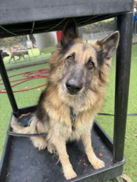 An adult medium-sized female Belgian Shepherd / Tervuren dog named Mai Mai for adoption in Los Angeles, CA