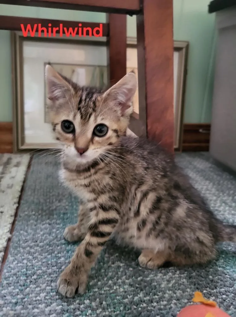 A baby small-sized female Domestic Short Hair cat named Whirlwind for adoption in Newaygo, MI