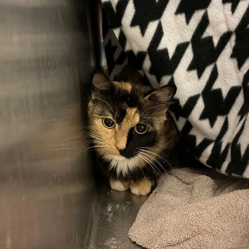 An adult medium-sized female Calico Domestic Long Hair cat named Soraya for adoption in Council Bluffs, IA