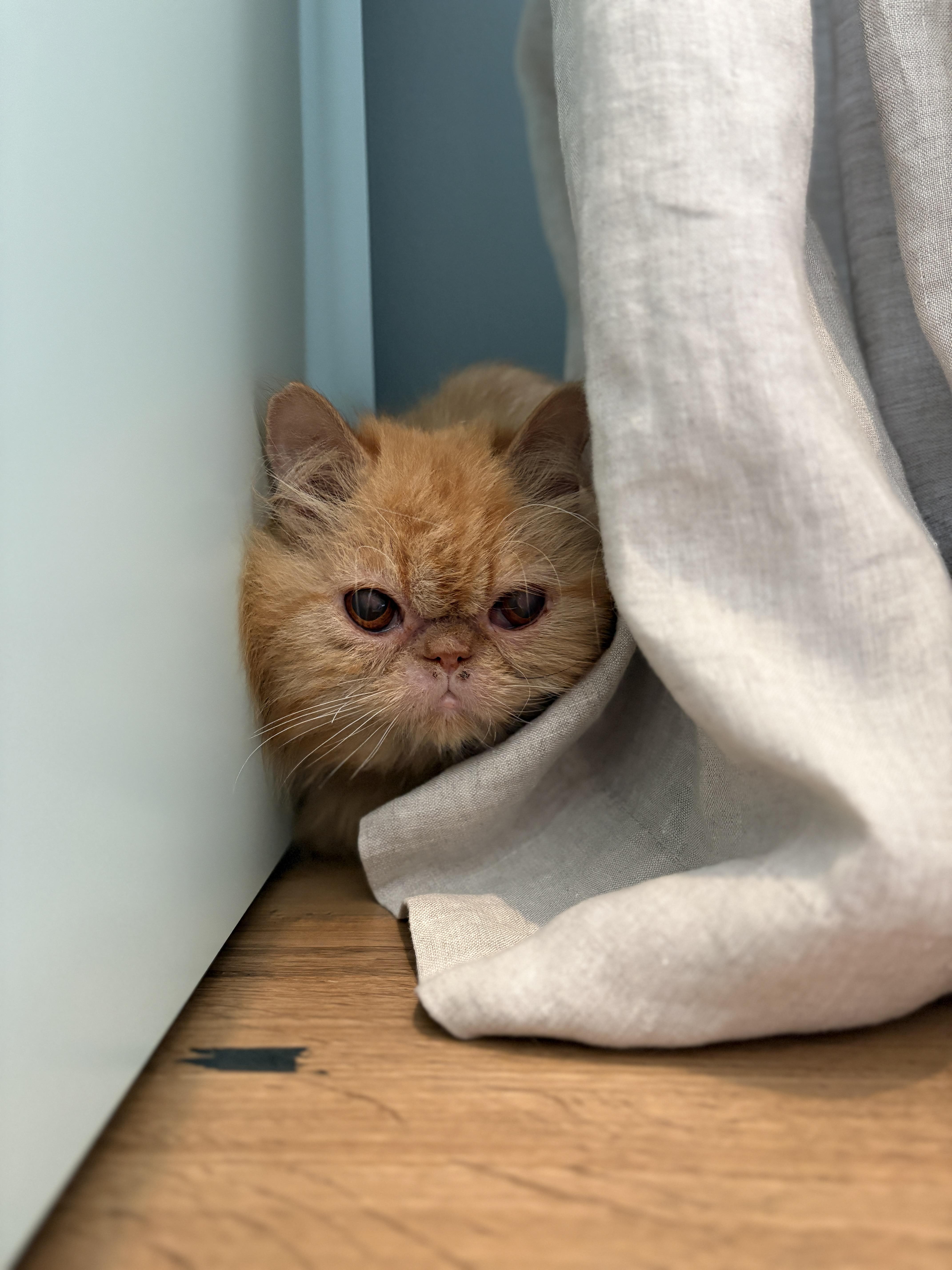 Marmalade thumbnail 2