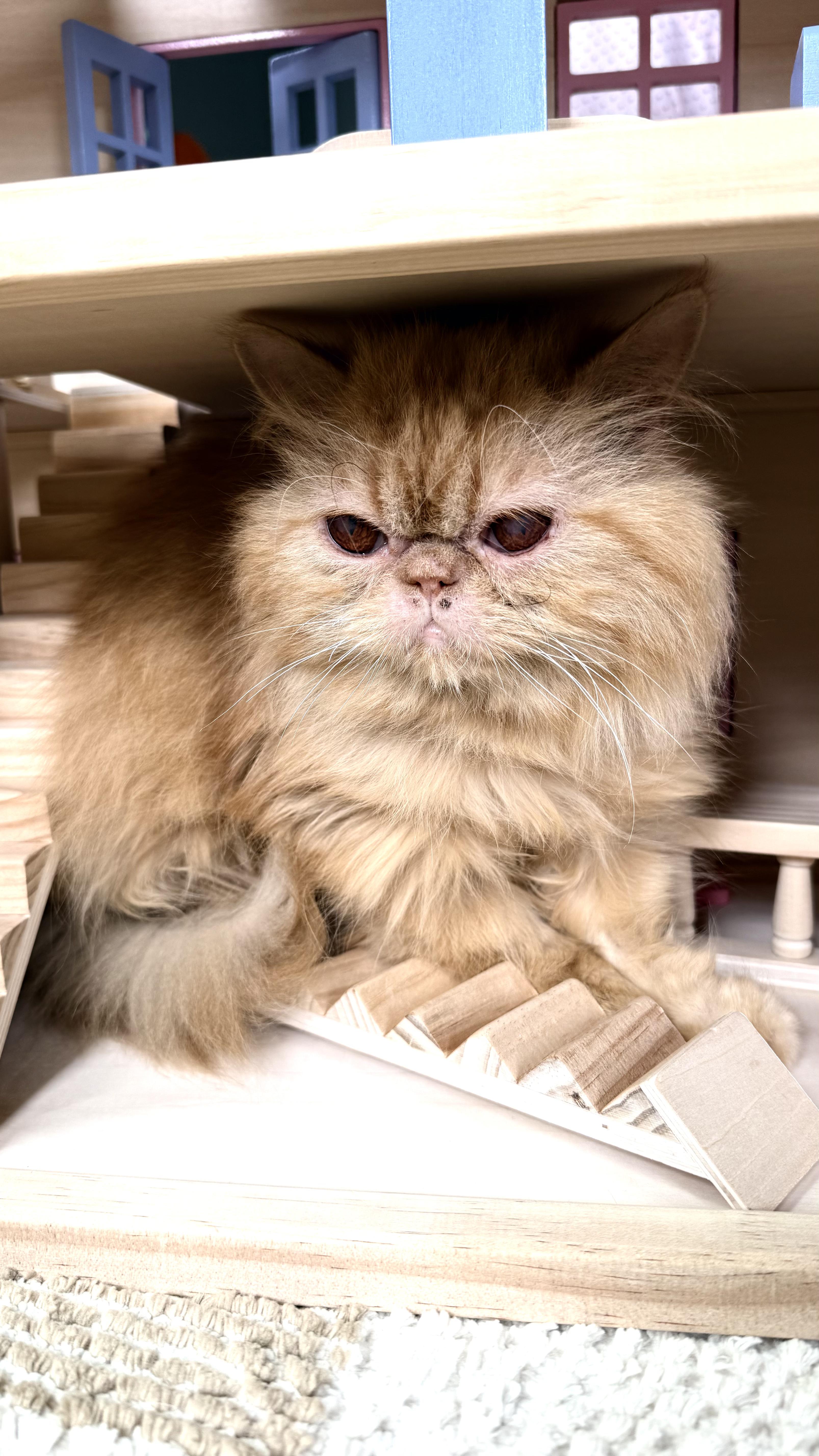 Marmalade thumbnail 3