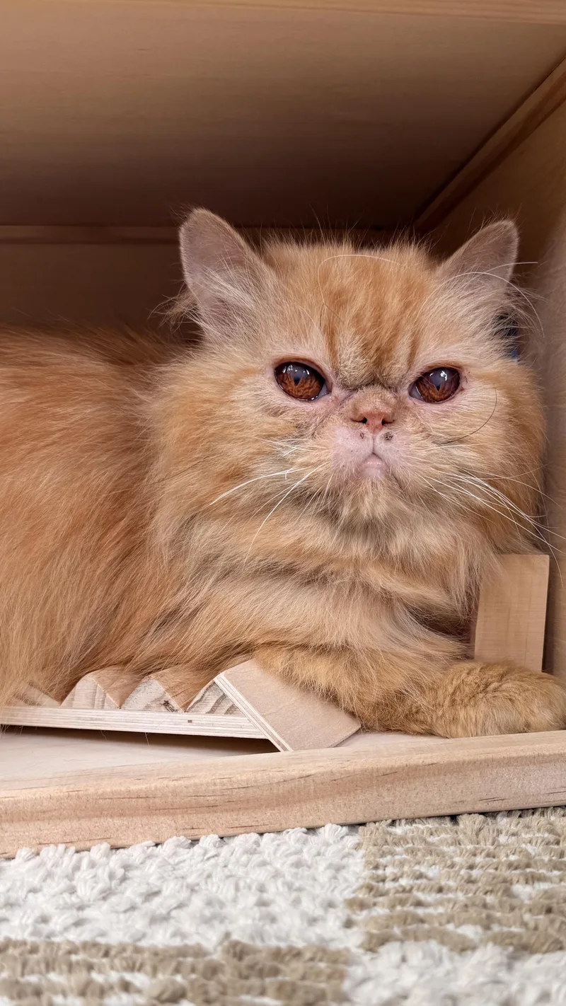 Marmalade thumbnail 4