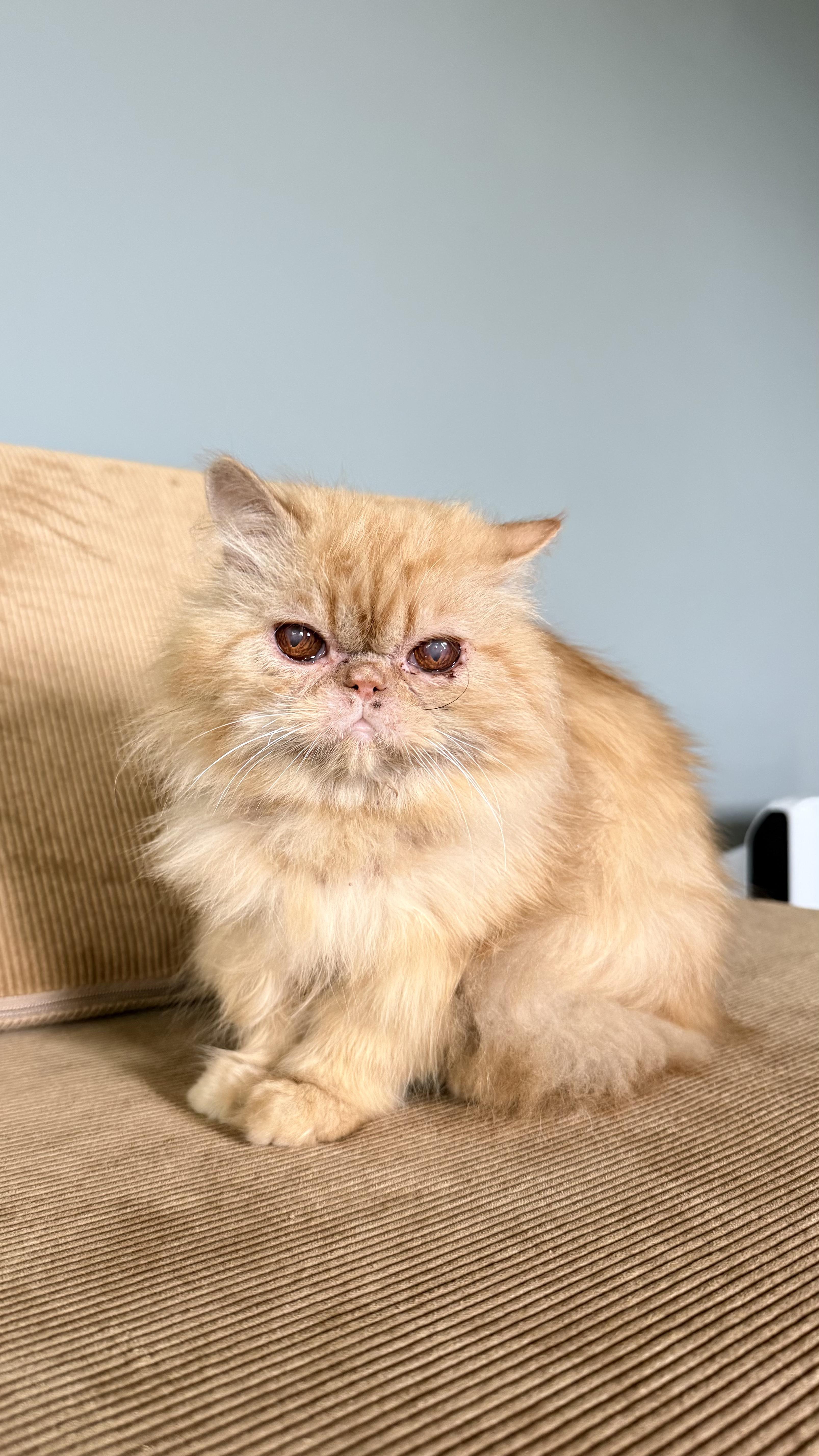 An adult medium-sized male Orange / Red Persian cat named Marmalade for adoption in Pacific Palisades, CA