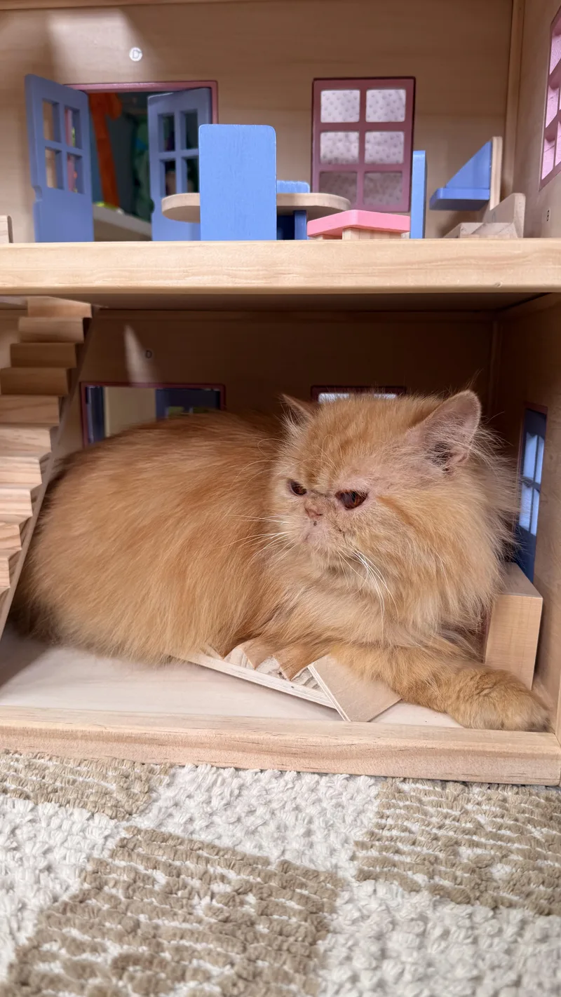 Marmalade thumbnail 5