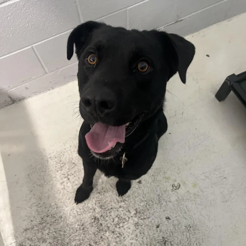 An adult medium-sized male Black Labrador Retriever dog named Prescott for adoption in Delaware, OH