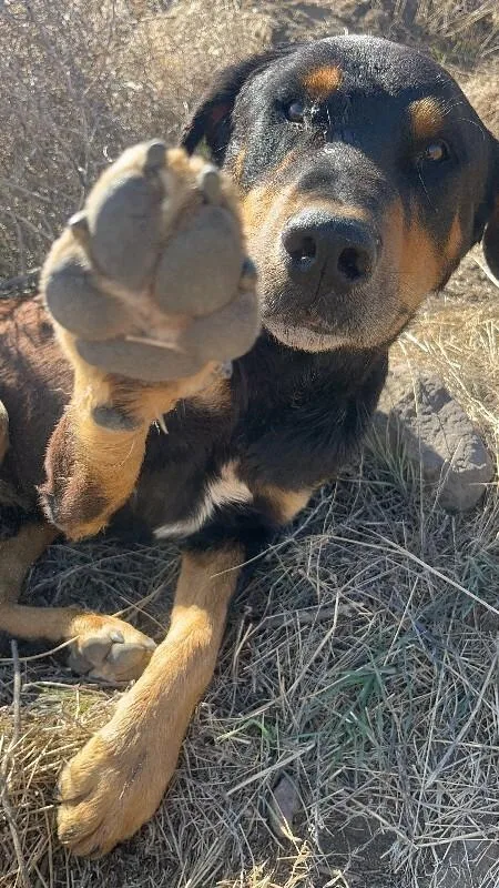 An adult medium-sized male Black Rottweiler dog named Dozer for adoption in North Bend, WA