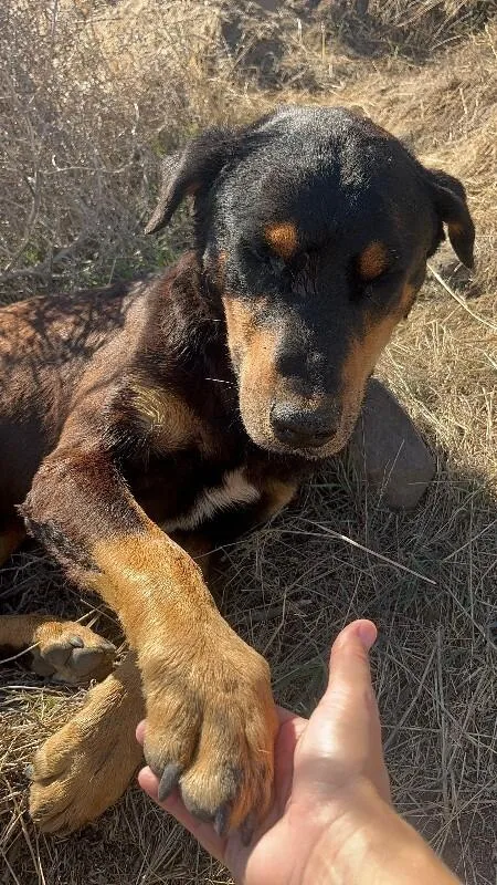 Dozer thumbnail 2