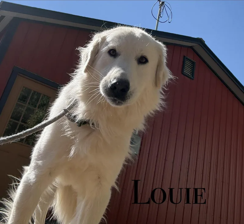 An adult large-sized male Great Pyrenees dog named Louie for adoption in Craig, CO