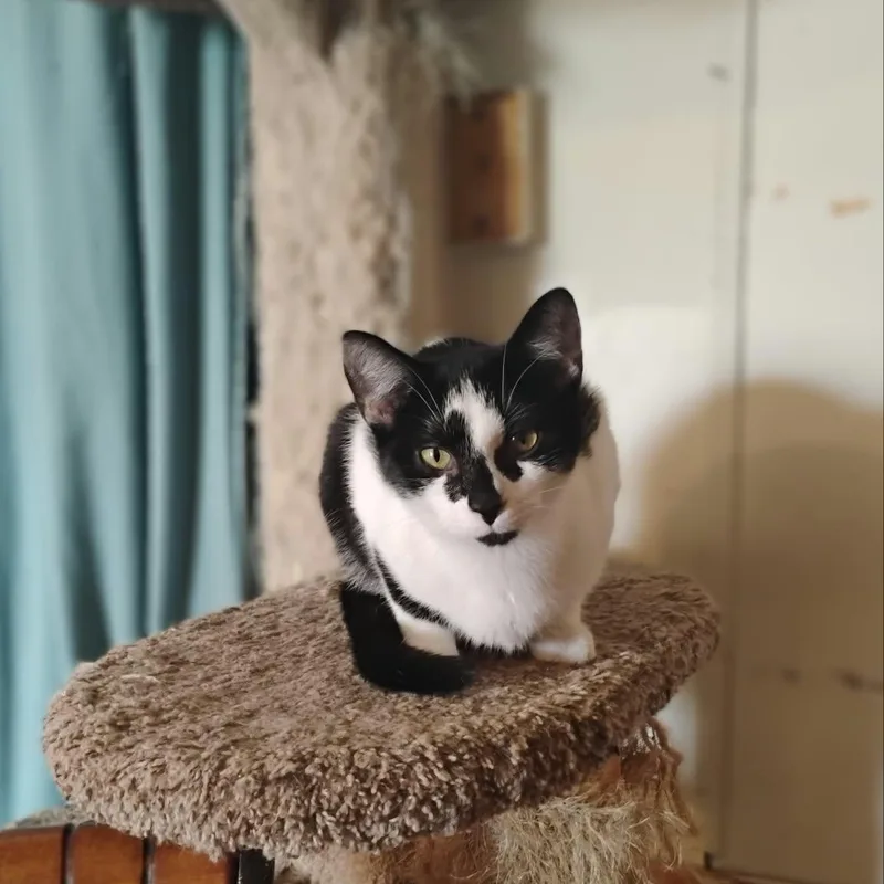A young medium-sized male Black & White / Tuxedo Domestic Short Hair cat named Floki for adoption in Logan, OH